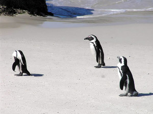 Pinguini a Foxy Beach, Boulders Beach, Città del Capo, Sudafrica. Autore e Copyright Marco Ramerini