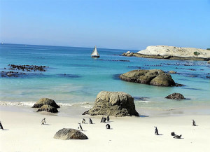 Pinguini a Foxy Beach, Boulders Beach, Città del Capo, Sudafrica. Autore e Copyright Marco Ramerini