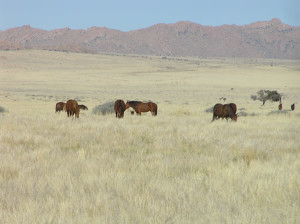 Cavalli selvaggi, Aus, Namibia. Author and Copyright Marco Ramerini