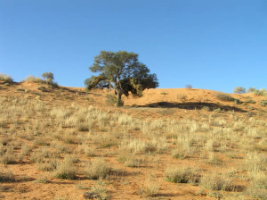 Deserto del Kalahari, Kgalagadi Transfrontier Park, Sudafrica. Author and Copyright Marco Ramerini