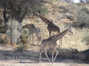 Giraffe, Kgalagadi Transfrontier Park, Sudafrica. Author and Copyright Marco Ramerini
