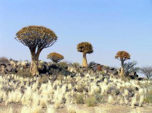 Kokerboom (Aloe dichotoma), Namibia. Author and Copyright Marco Ramerini