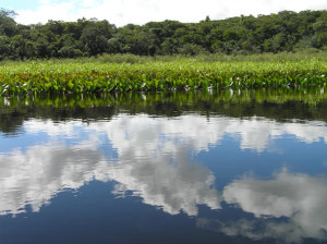 Marimbus Pantanal, Bahia, Brasile. Author and Copyright Marco Ramerini..