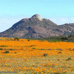 Namaqualand, Sudafrica. Author and Copyright Marco Ramerini