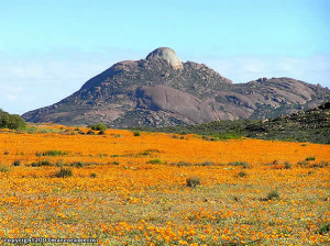 Deserto fiorito. Namaqualand, Sudafrica. Autore e Copyright Marco Ramerini