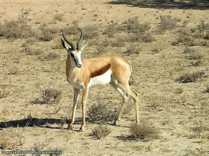 Le  gazzelle: lo Springbok, Kgalagadi Transfrontier Park, Sudafrica. Author and Copyright Marco Ramerini
