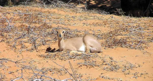 Steenbok, Kgalagadi Transfrontier Park, Sudafrica. Author and Copyright Marco Ramerini