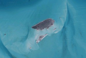 Sandy Cay su Google Maps.