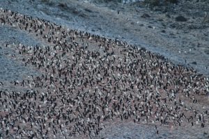 La colonia di pinguini di Hope Bay (Bahía Esperanza), Antarctic Sound, Antartide. Autore e Copyright Marco Ramerini